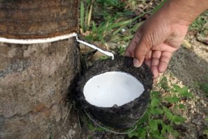Natural Glue